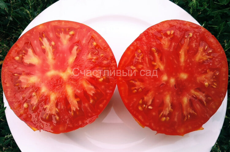 Сибирский гигант красный