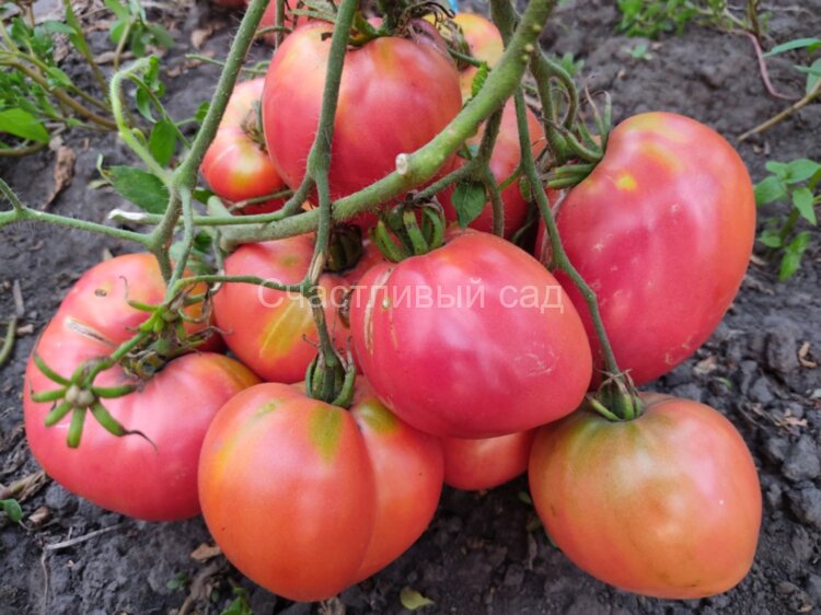 Lithuanian Crested Pink (Литовский гребень розовый, Литовский хохлатый розовый)
