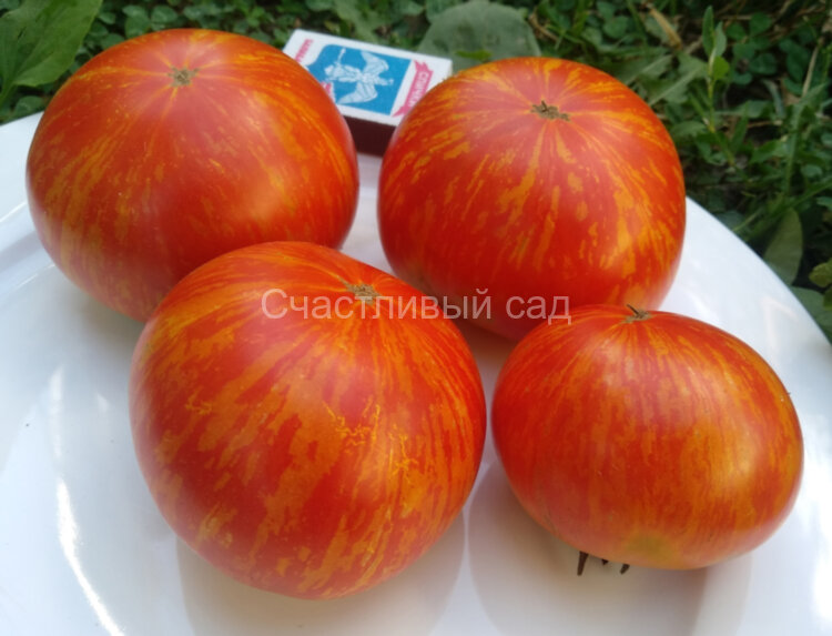 Dwarf Hannah’s Prize (Гном Приз Ханны)