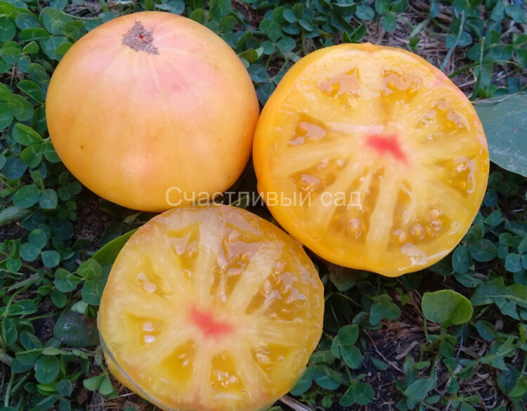 Dwarf CC McGee (Гном Копия Мак Джи)