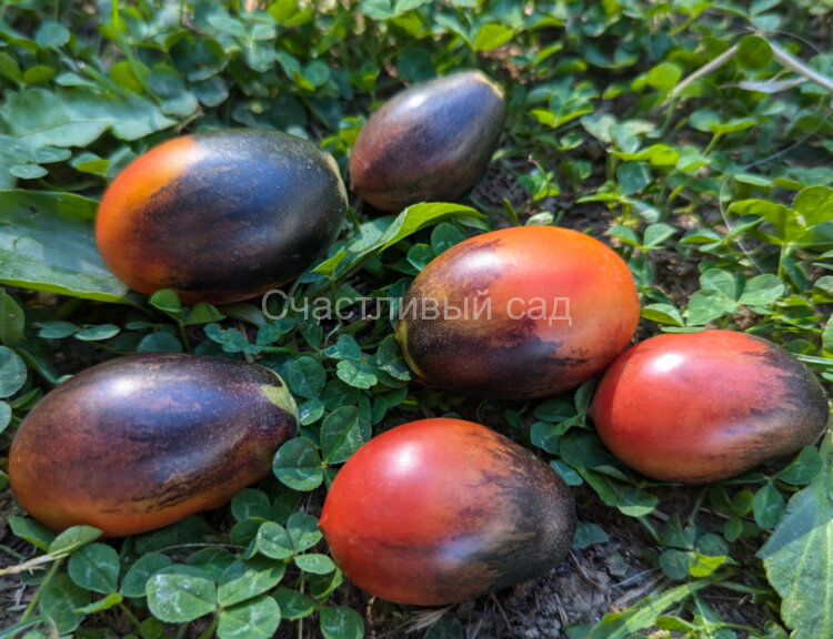 Mocha's Cherry Plum (Слива черри Мокко)