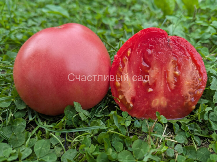 Розовое сердце Краснодарское