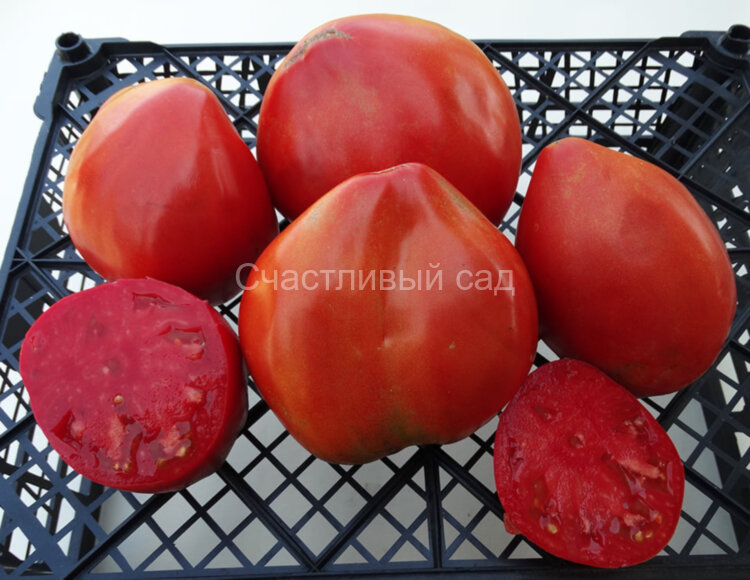 Marek’s Pointy Heart (Остроконечное сердце Марека)