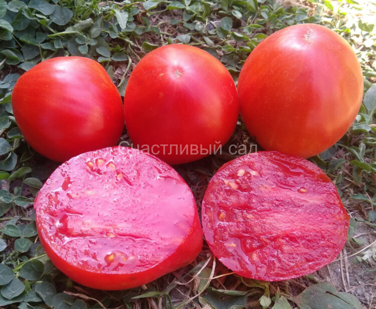 Курносик Курносик