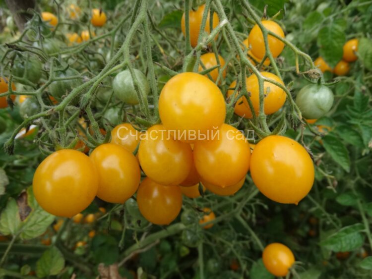 Желтый кварц мультифлора (Yellow Quartz Multiflora)