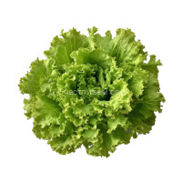 Салат Кучерявец грибовский