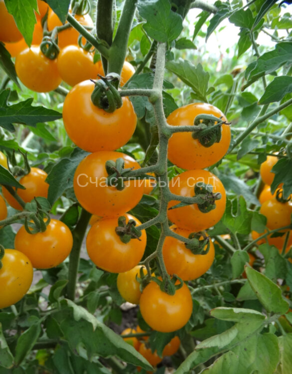 Maleria (Малерия)