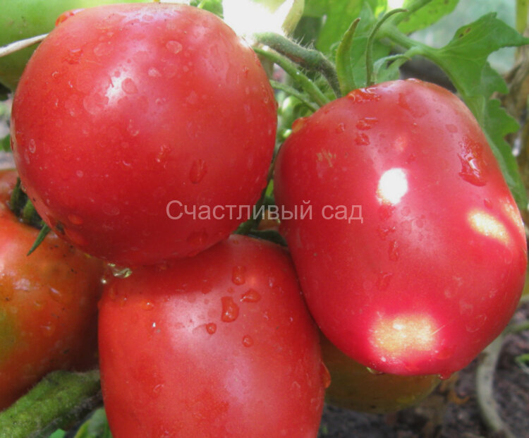 Астраханские