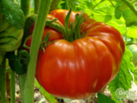 Томатный рай