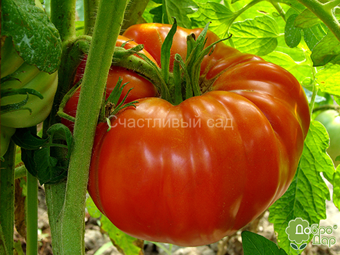 Томатный рай