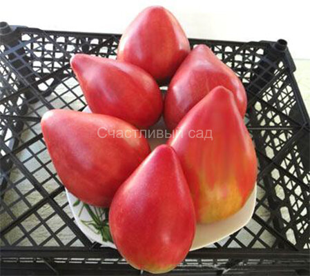 Margareto (Маргарето)