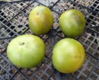 Dwarf Jade Beauty (Гном Джейд Бьюти, Гном Нефритовая Красота)