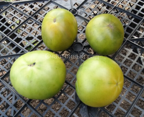 Dwarf Jade Beauty (Гном Джейд Бьюти, Гном Нефритовая Красота)