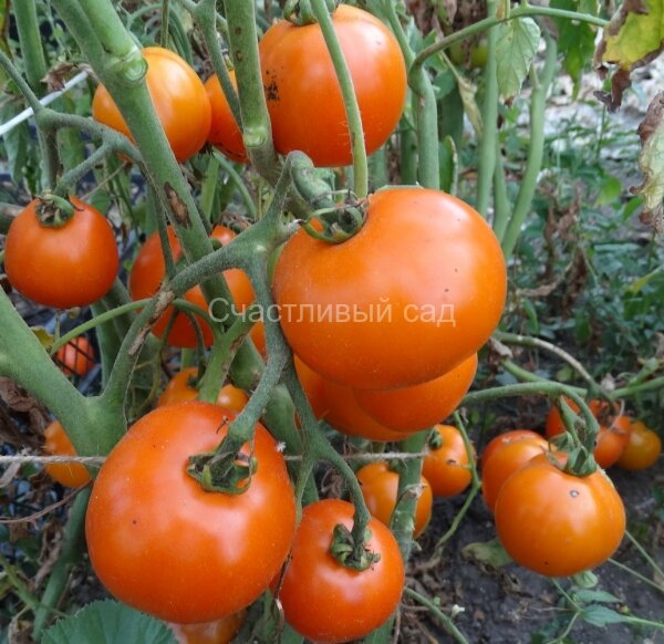 Царская ветка