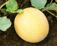 Дыня Южанка