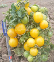 Реджина желтая