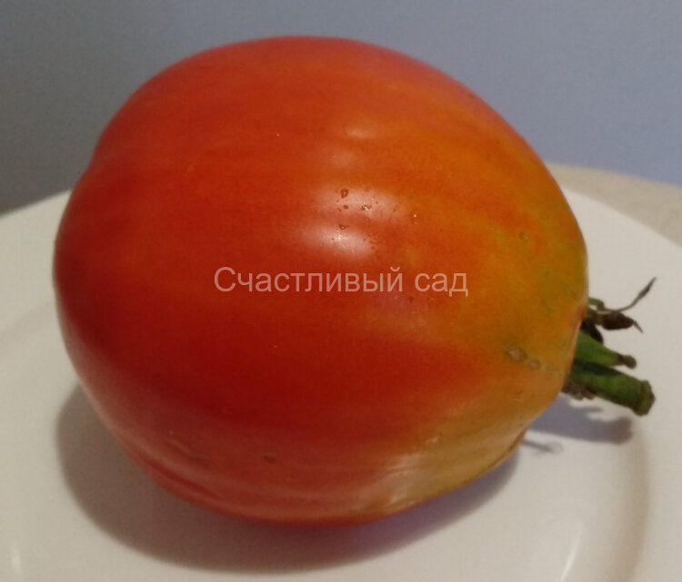 Бочковой минусинский красный Бочковой минусинский красный