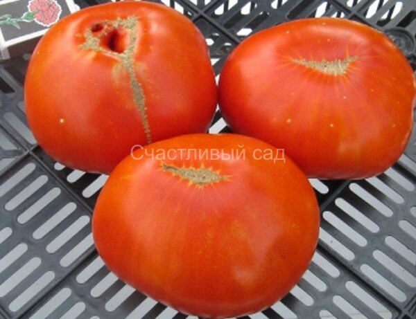 Чендлер Чендлер