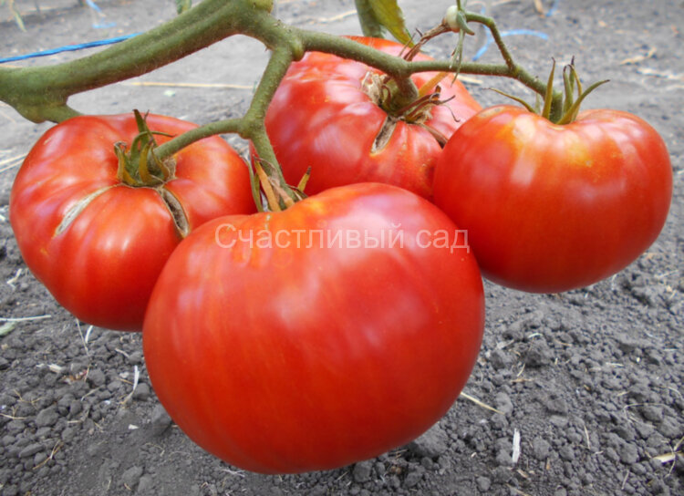 Hercegovac (Герцеговак, Герцеговина)