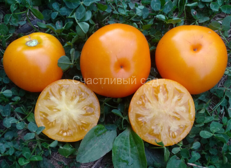 Dwarf Jasmine Yellow (Гном Желтый Жасмин)