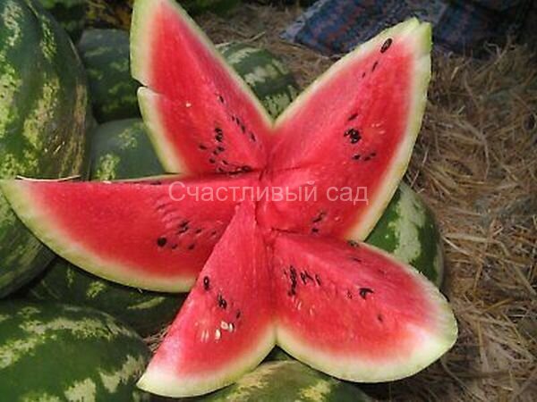 Арбуз Klondike RS57