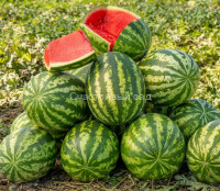 Арбуз Klondike RS57