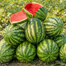 Арбуз Klondike RS57