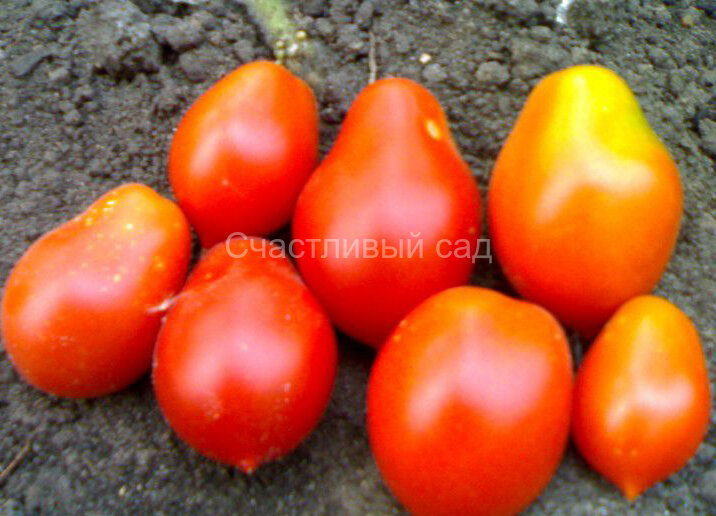 Бразильская сливка