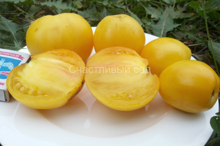 Dwarf Lemon Ice (Гном Лимонный Лед)