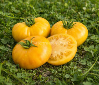 Tiger Paw (Лапа Тигра)