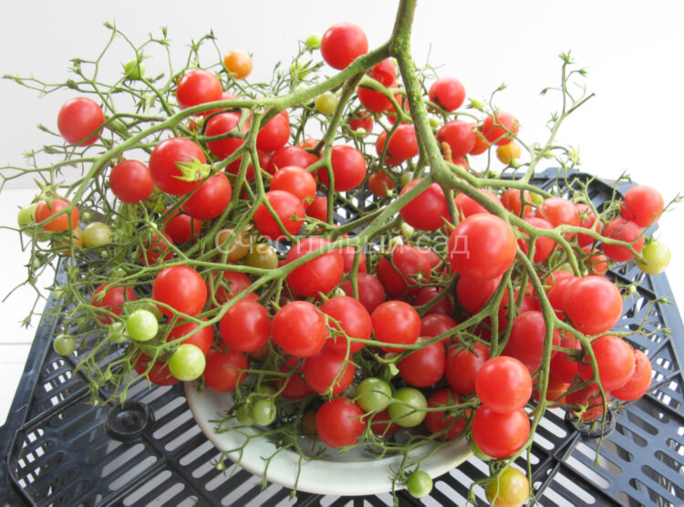 Pink Quarts Multiflora (Розовый кварц Мультифлора)