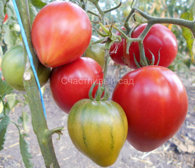 Сахарная Настасья