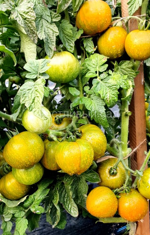 Dwarf Mint Streak (Гном мятная полоса) Dwarf Mint Streak (Гном мятная полоса)