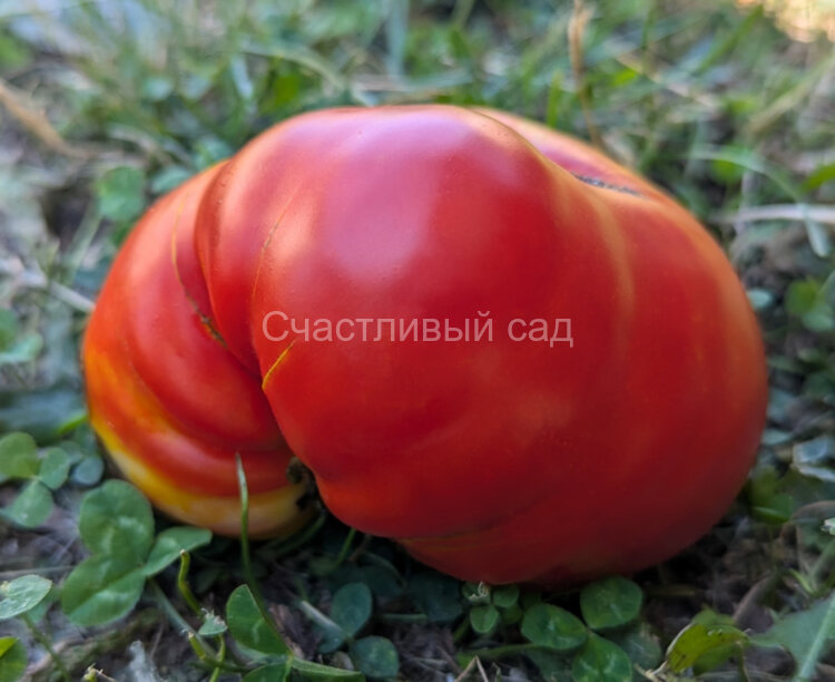 Король королей 