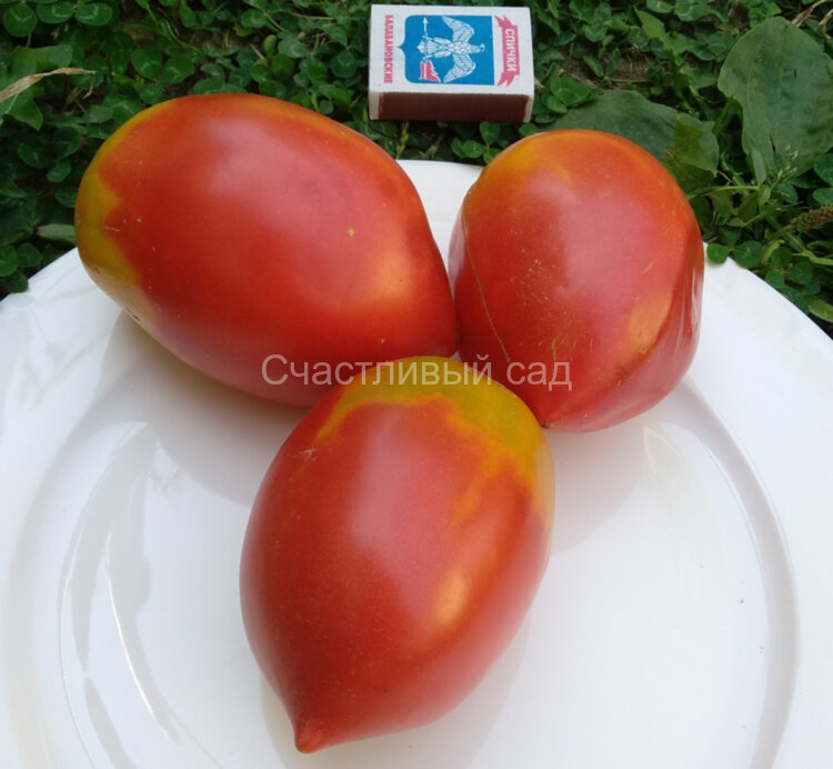 Бычье сердце Минусинское кистевое