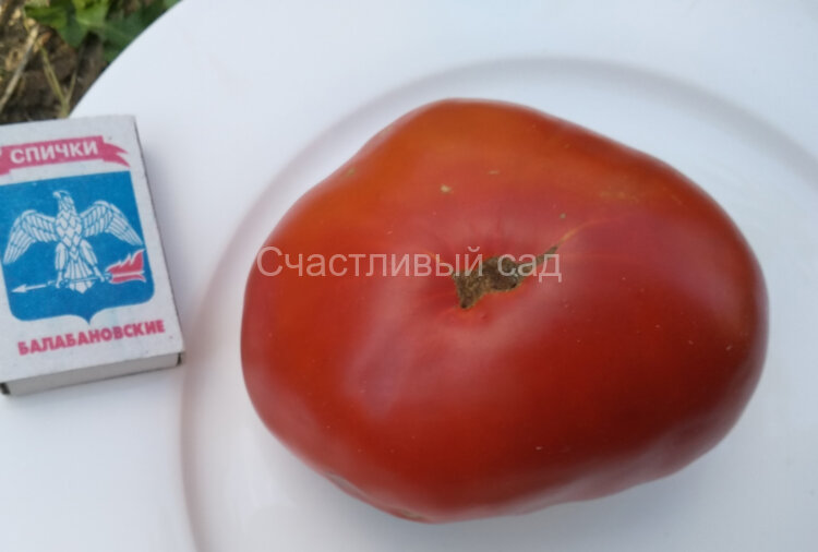 Яблочный Липецкий