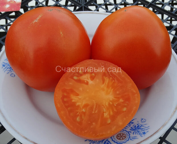 Valencia (Валенсия)