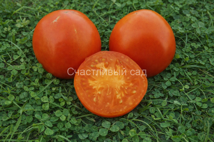 Valencia (Валенсия)