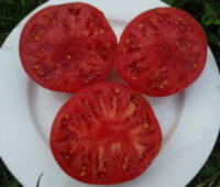 Summertime Wine (Летнее вино)