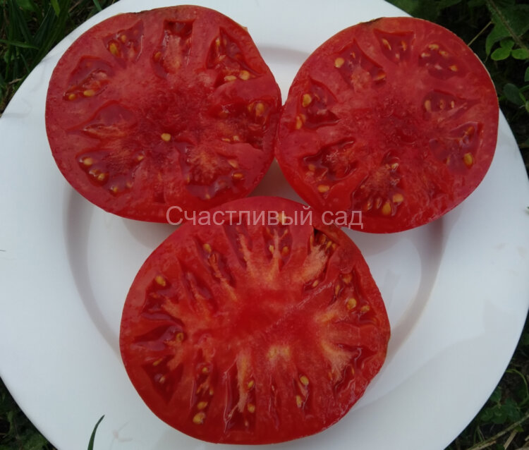 Summertime Wine (Летнее вино)