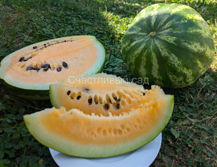 Арбуз Hopi Yellow (Хопи желтый)
