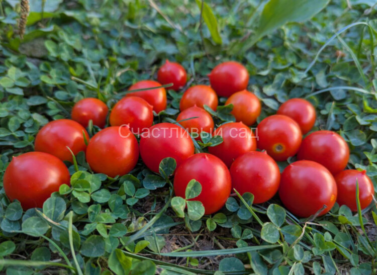 Principe Borghese (Принц Боргезе)