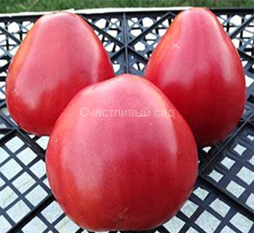 Pink Oxheart (Розовое бычье сердце) Pink Oxheart (Розовое бычье сердце)