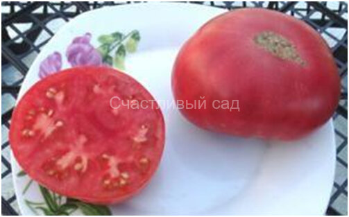 Vinson (Винсон)