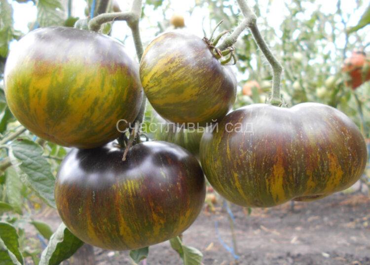 Xanadu Green Goddess (Зеленая богиня Ксанада)