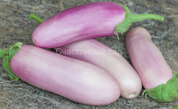 Баклажан Kashmiri Brinjal (Кашмирский Бринджал)