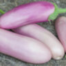 Баклажан Kashmiri Brinjal (Кашмирский Бринджал)