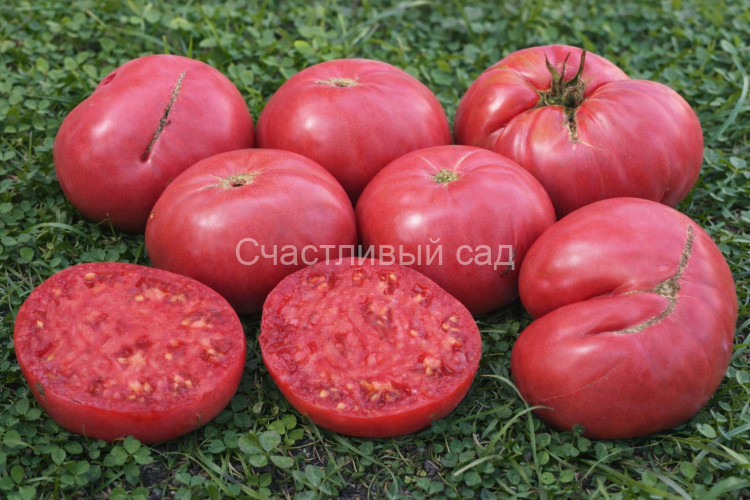 Большая медведица 