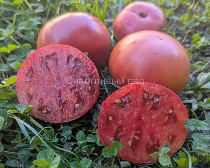 Dwarf Maura’s Cardinal (Гном Кардинал Маура)