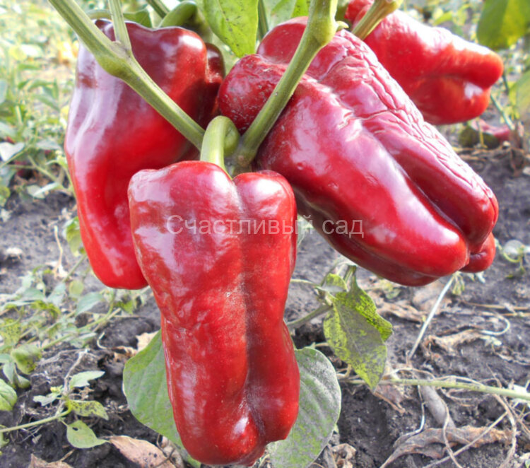 Перец Бел-Гой